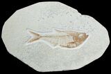 Inch Diplomystus Fossil Fish - Wyoming #3779-1